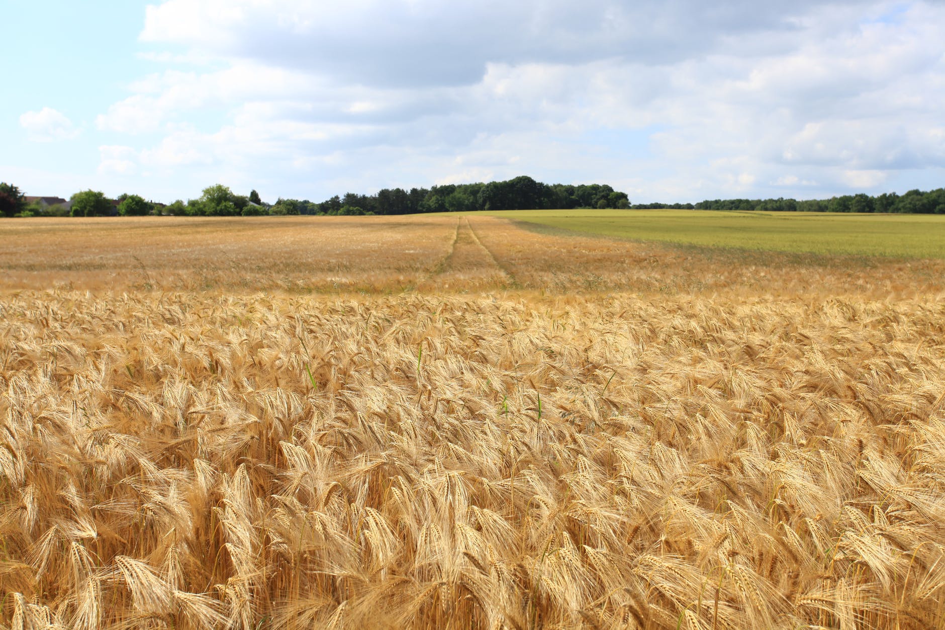 agriculture barley bread cereal