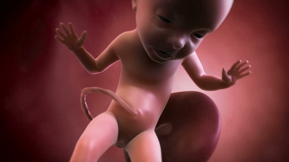 33th-week-of-pregnancy-in-utero-placenta-umbilical-cord Phot from framepool.com.jpg