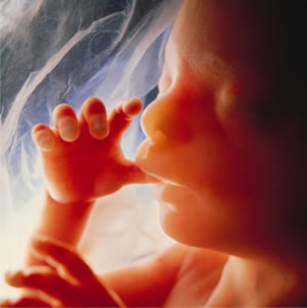 preborn-baby Photo from nightlight.org.jpg