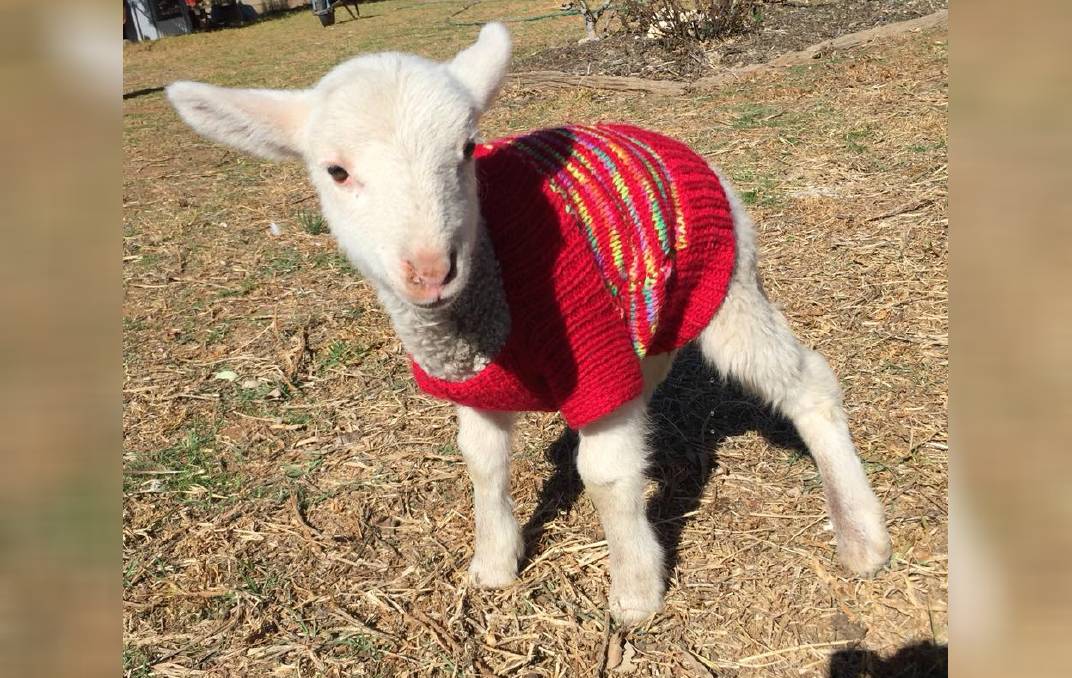Lamb sweaters to help farmers in drought photo from Facebook