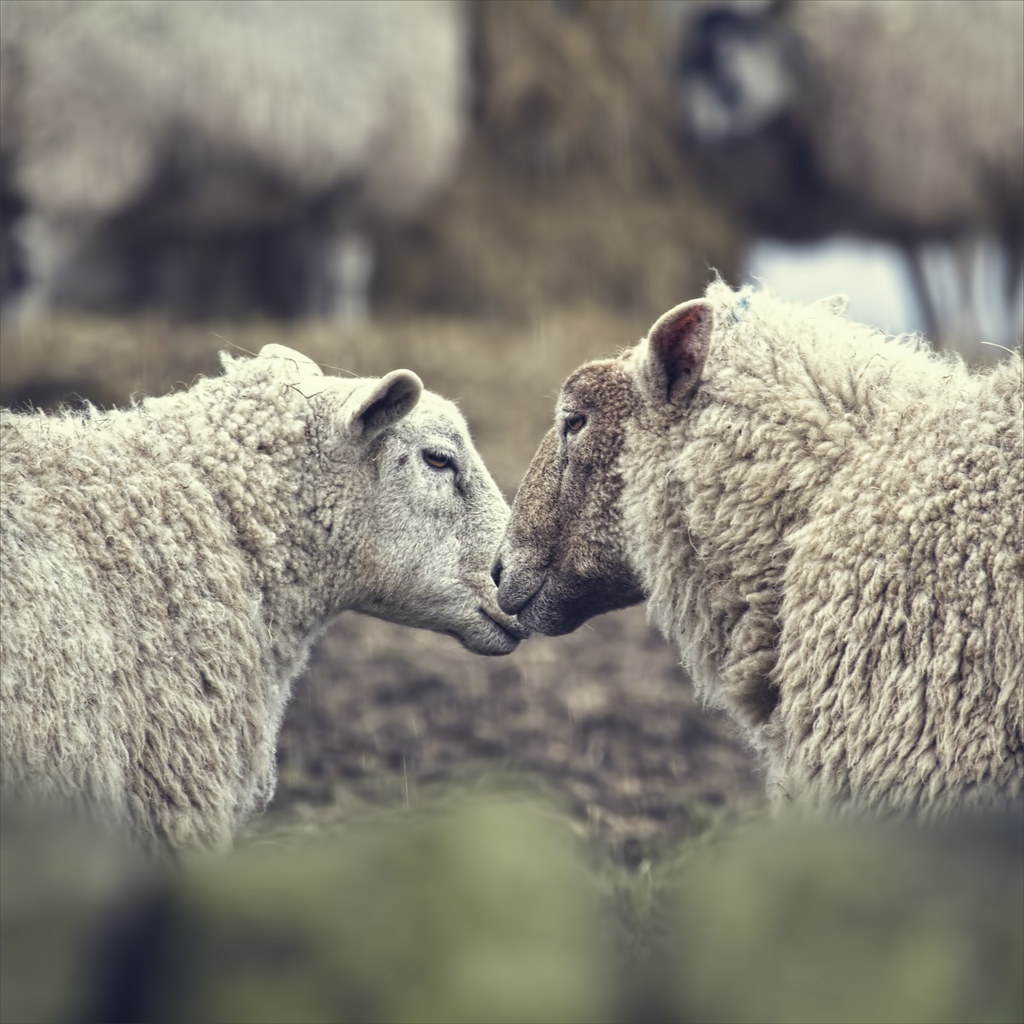 sheep sisiters photo from fiveprime.jpg