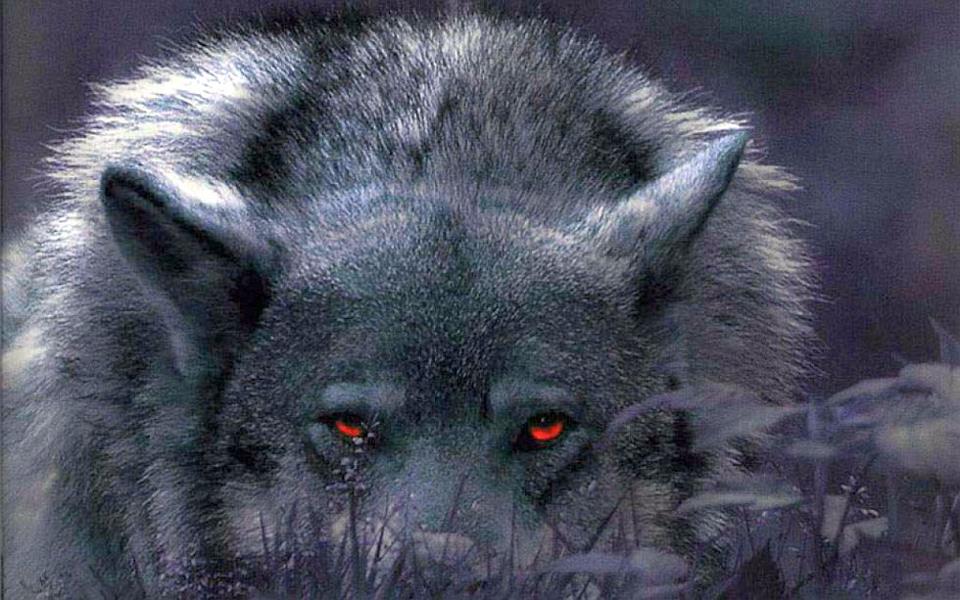 Wolf photo from Wallpapercave.jpg