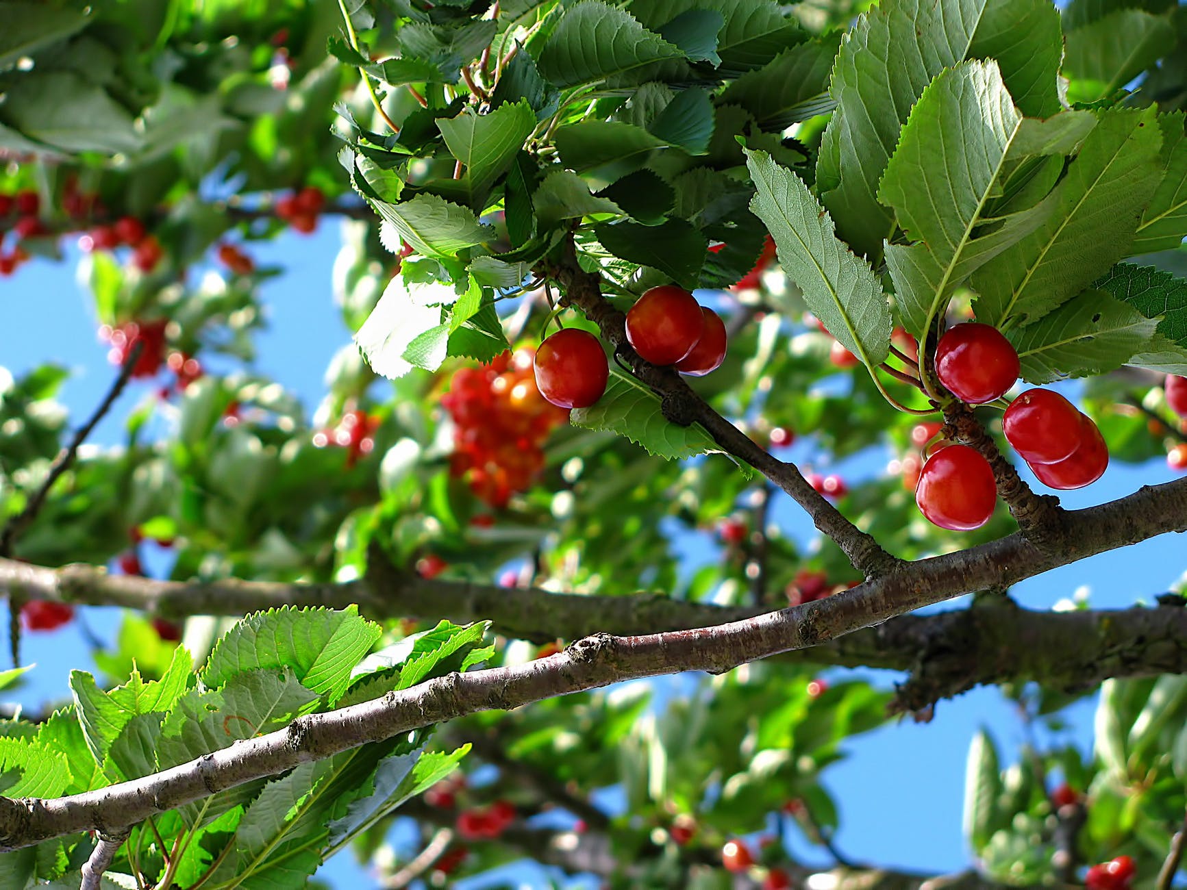 red cherry fruit on brown tree branch