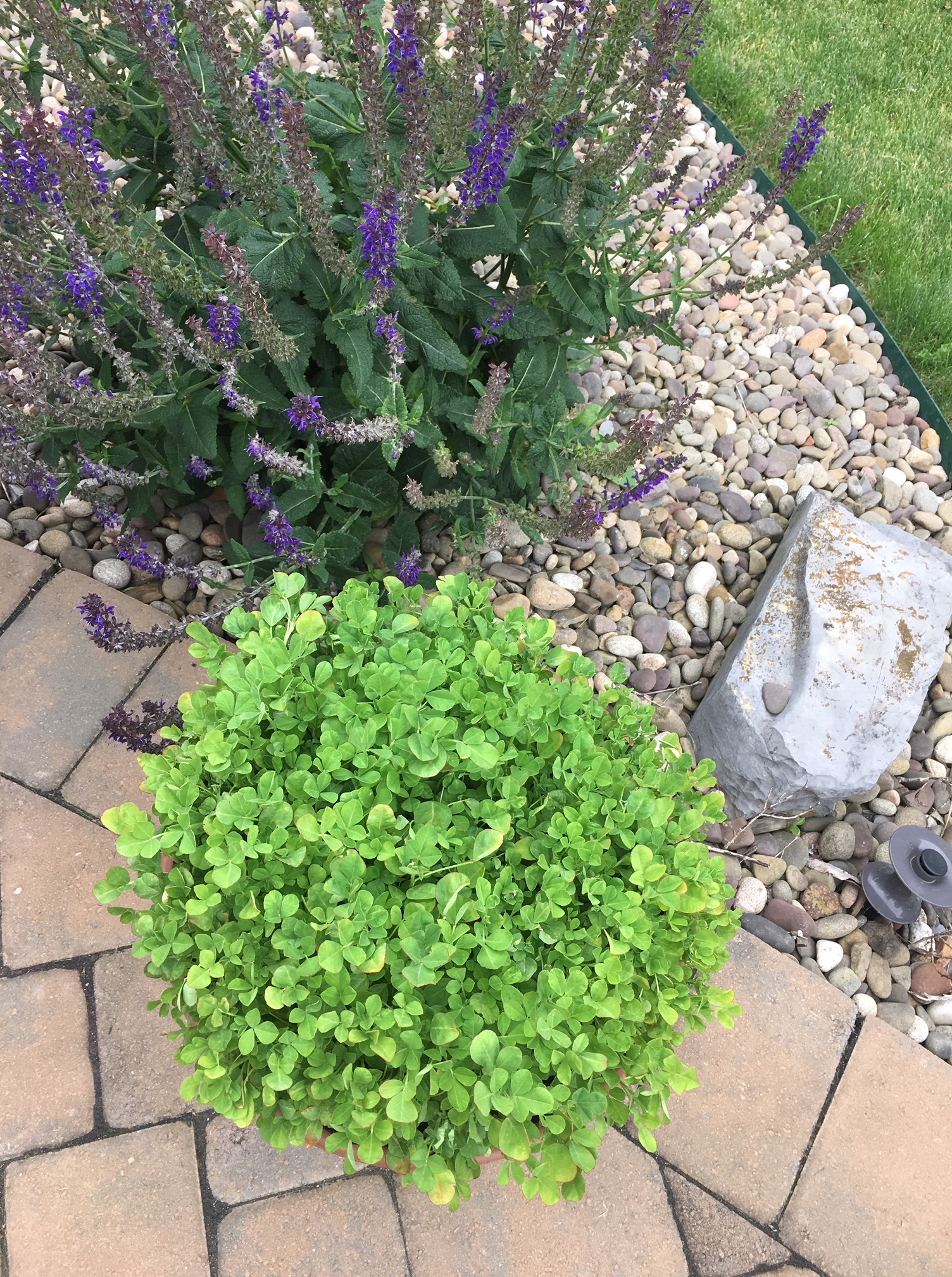 Methi harvest ready photo by Sudha.JPG