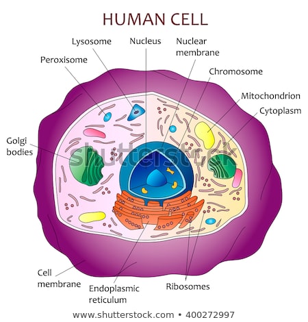 Human cell structure image from shutterstock