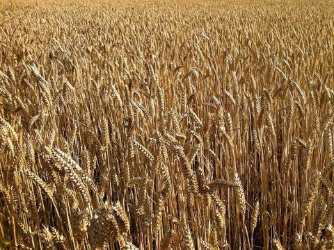 sower-seed parable 6 photo by freebibelimages