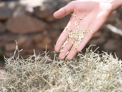 sower-seed parable photo 4 by freebibleimages.jpg