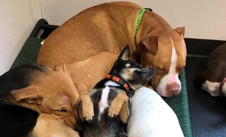 Sleeping dogs photo from Dog thrive