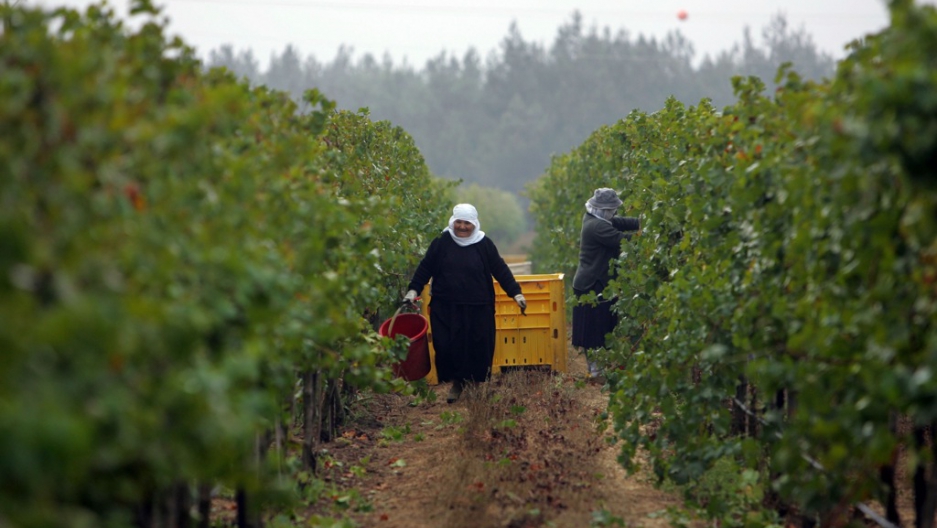 vineyard 2 winewarehouse.com