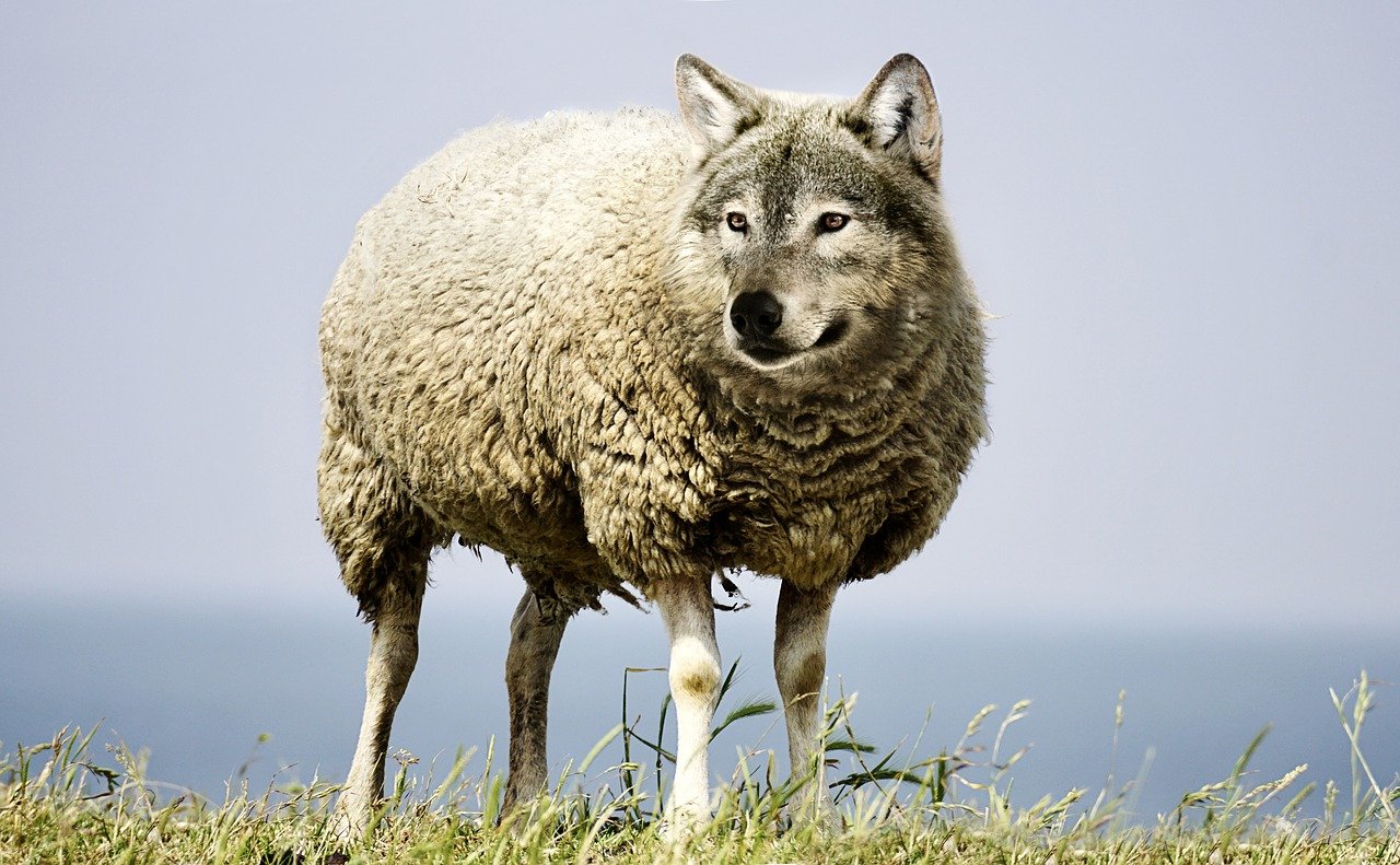 wolf in sheep's clothing from pixabey